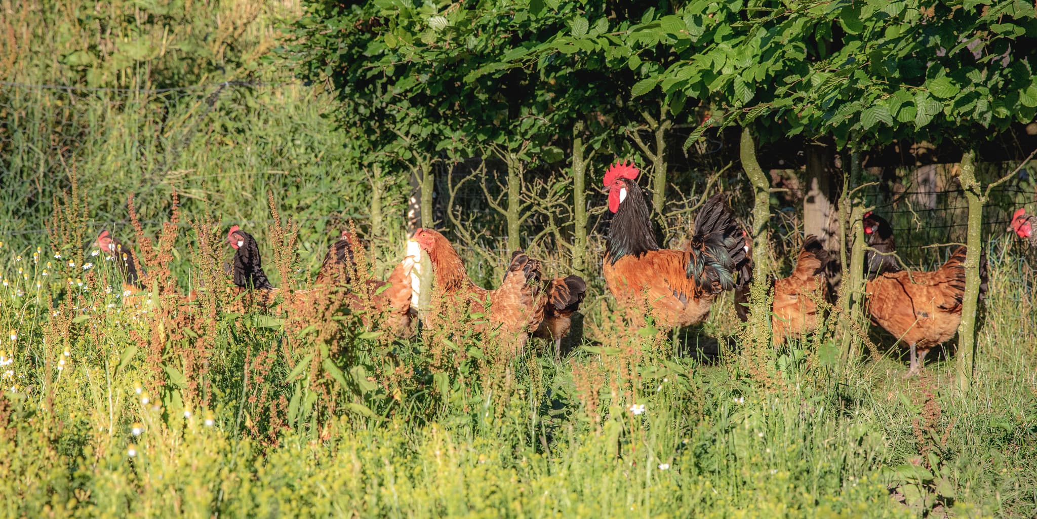 Vorwerkhuhn-Gruppe unter den Bäumen auf dem Hofgelände, Hahn und Hennen im warmen Licht
