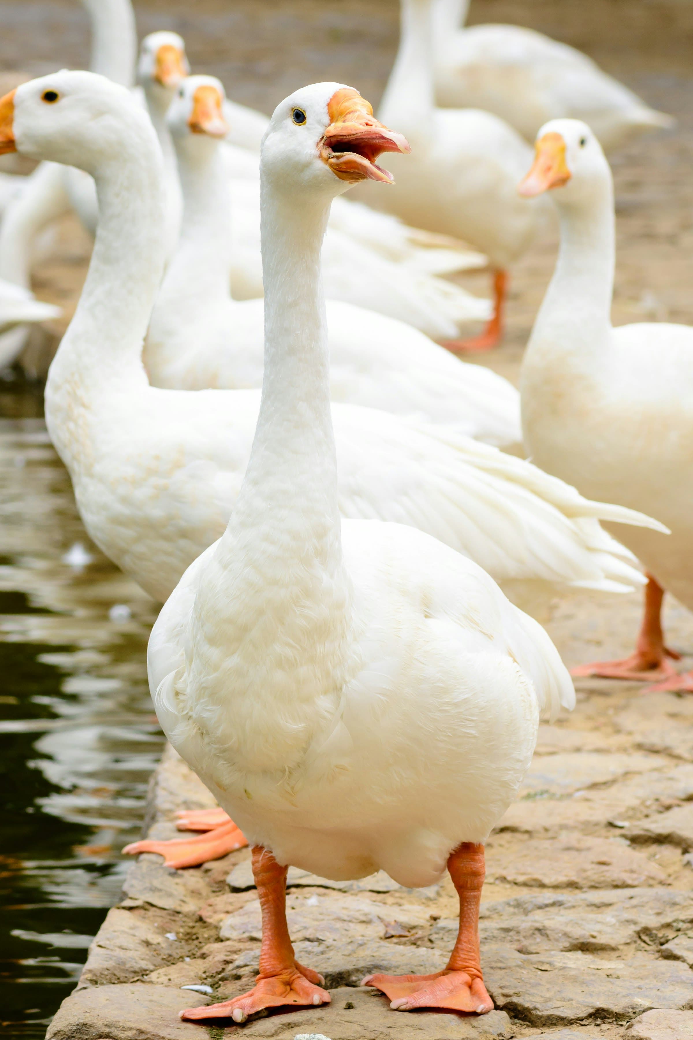 Weiße Gänse am Wasser, die Weidegans zu Sankt Martin
