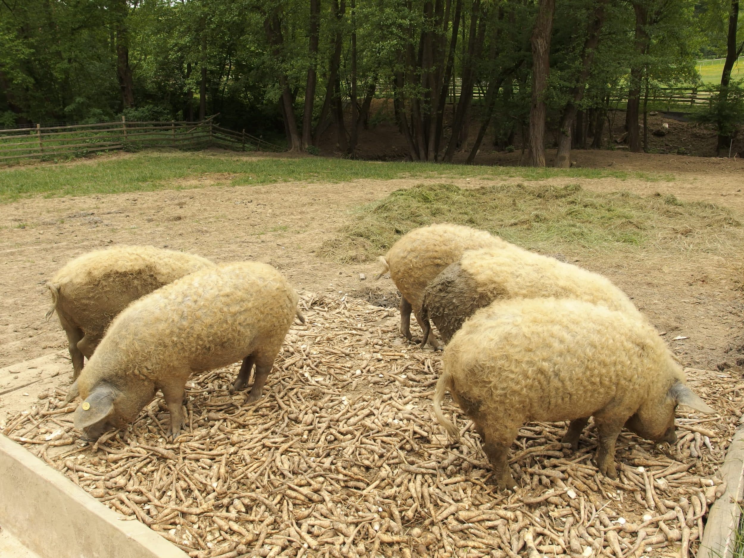 Mangalitza-Herde in blonder Färbung beim Fressen