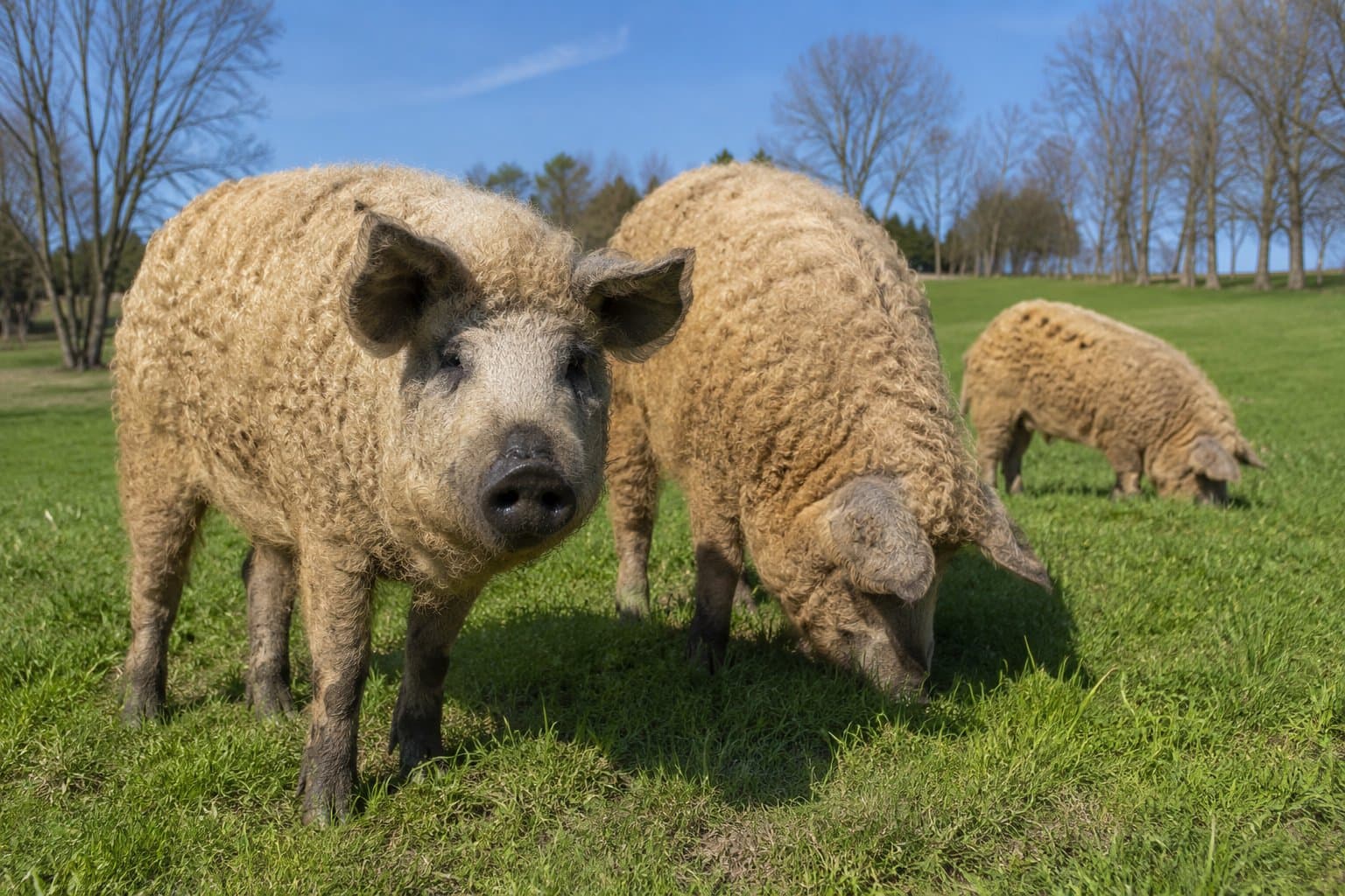 Mangalitza-Schweine mit krausem Fell auf der grünen Frühlingsweide