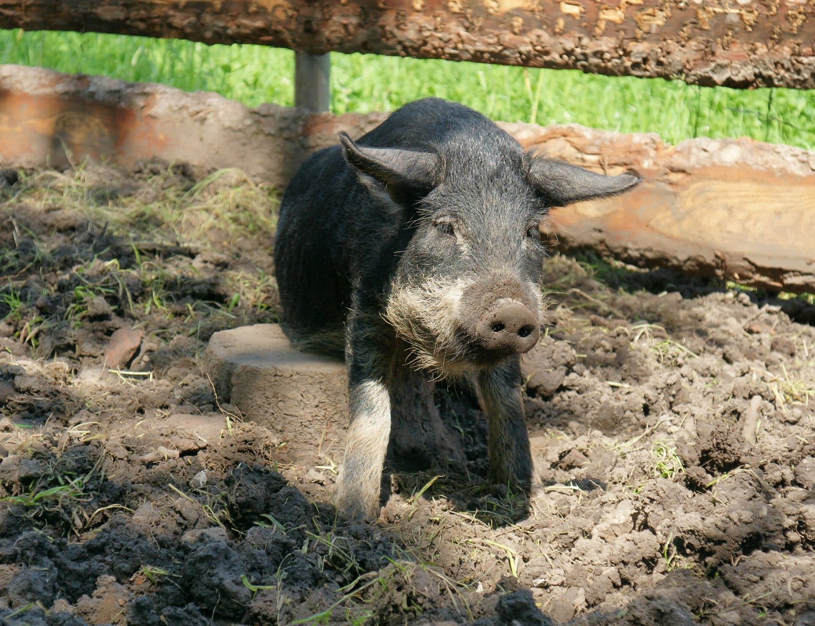 Mangalitza im Schwalbenbauch-Farbschlag, dunkler Rücken mit hellem Bauch