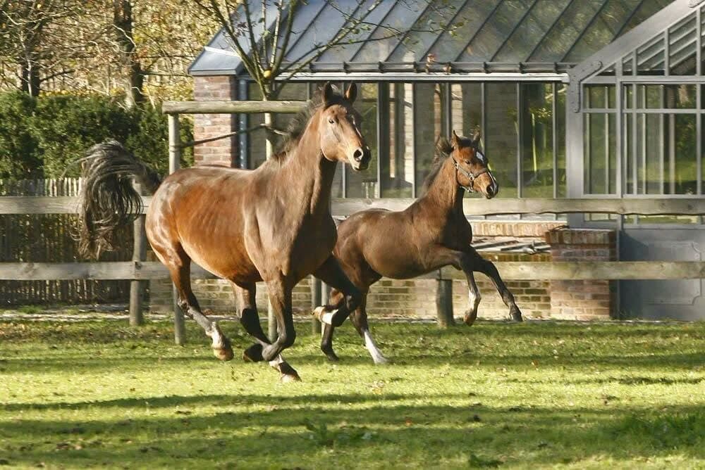 Holsteiner Warmblut beim Auslauf auf der Koppel