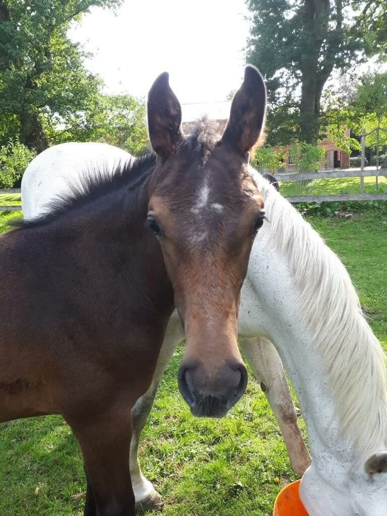 Oldenburger Pferd