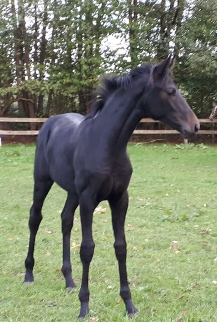 Oldenburger Pferd