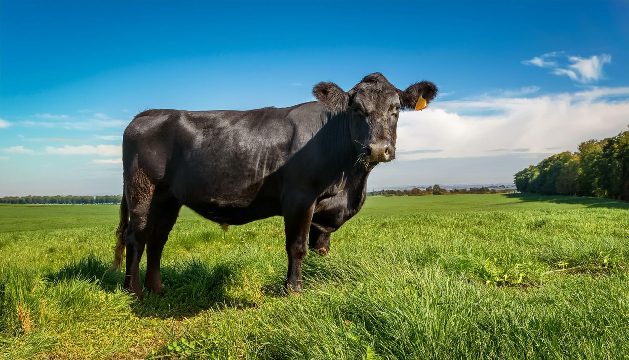 Aberdeen Angus Rind auf der Weide