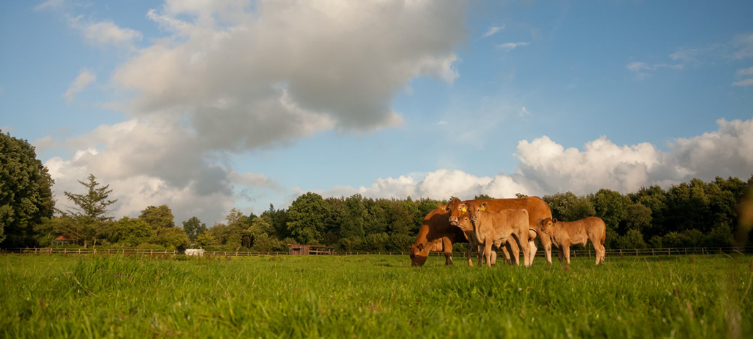 Aberdeen Angus Gruppe entspannt auf der Weide