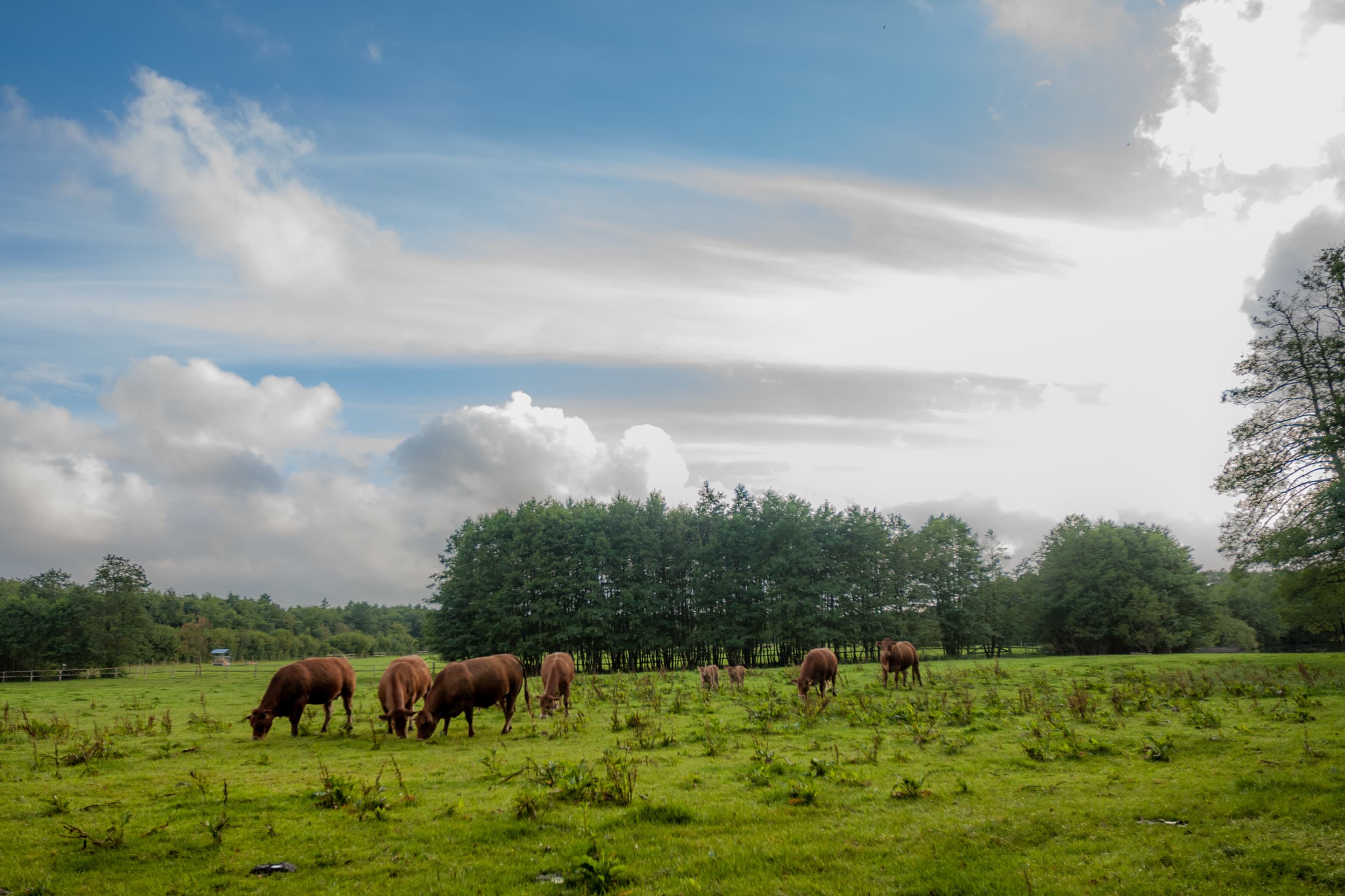 Aberdeen-Angus-Herde auf der Weide unter Wolkenhimmel