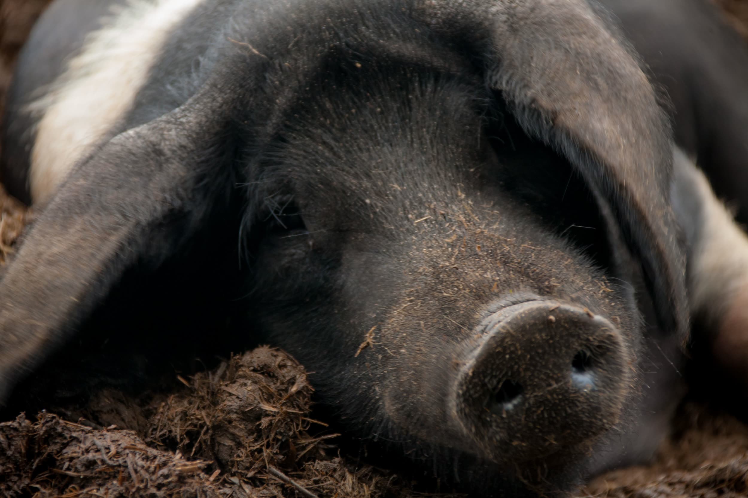 Sattelschwein Detail-Aufnahme Kopf