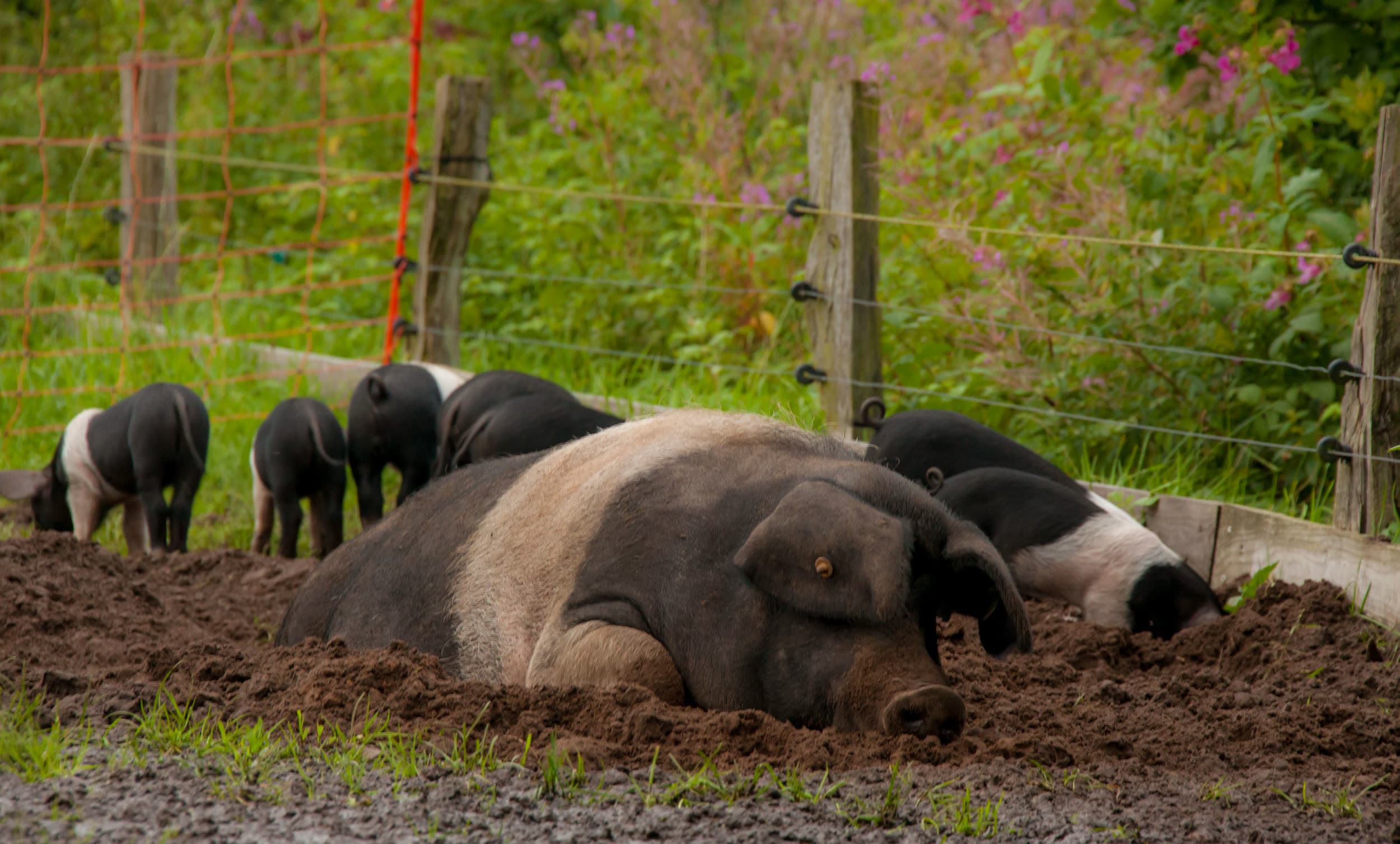 Angler Sattelschwein-Sau mit weißem Sattel an der Suhle, Ferkel im Hintergrund