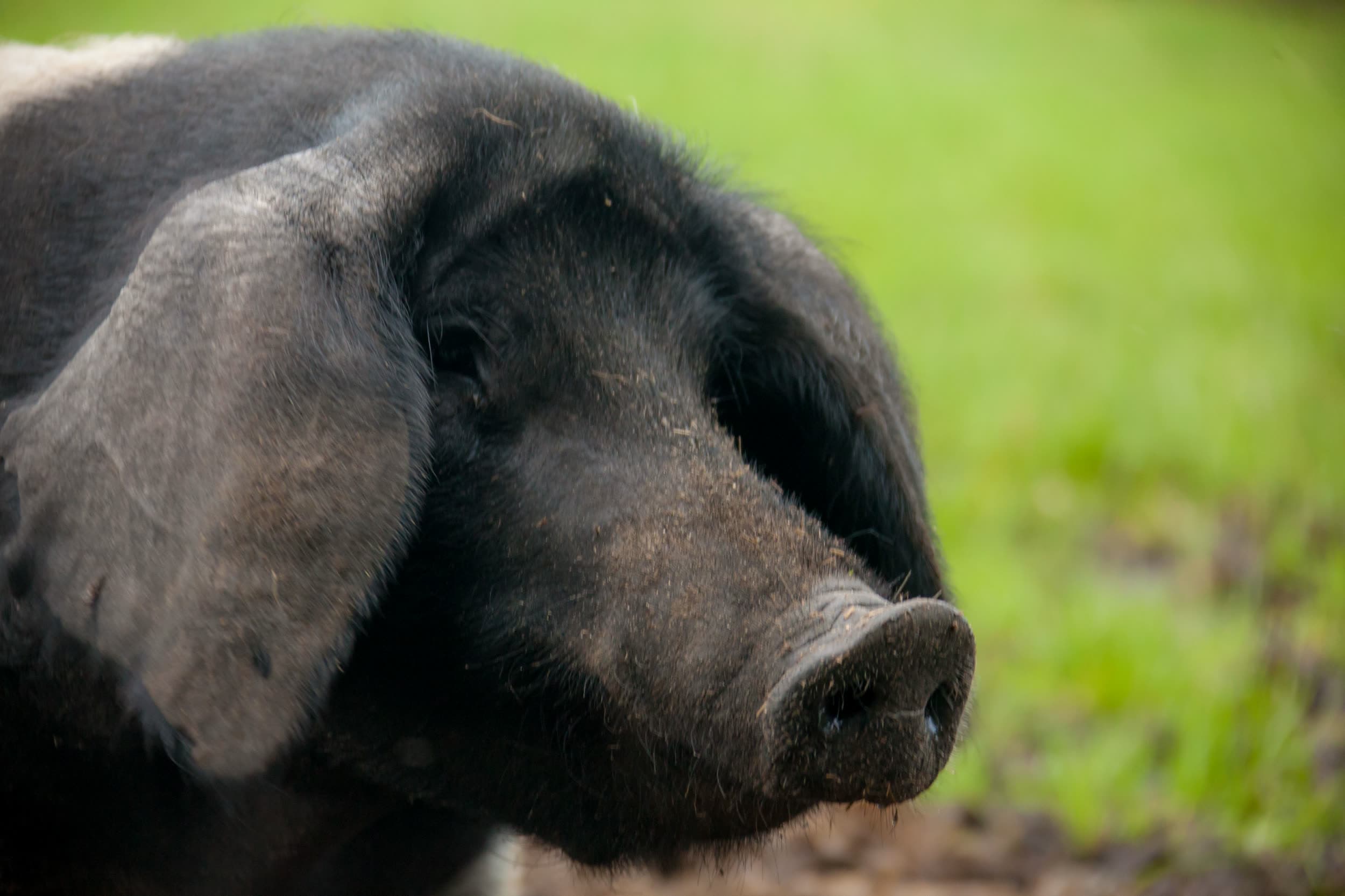 Sattelschwein im Profil, stehend