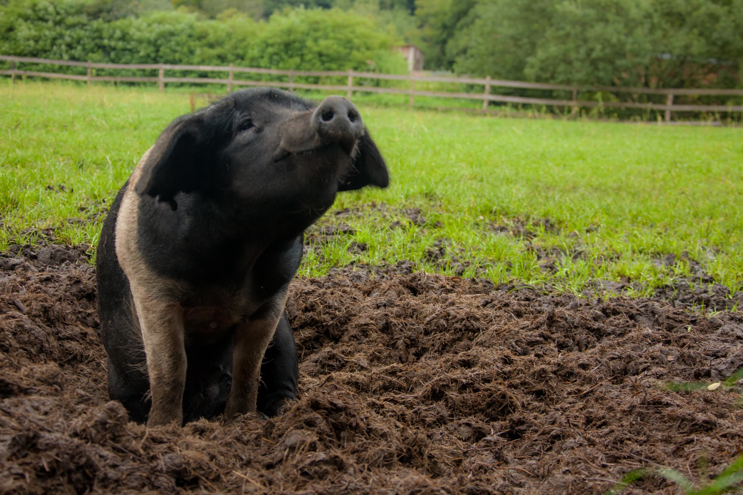 Sattelschwein in sitzender Pose, gelassen