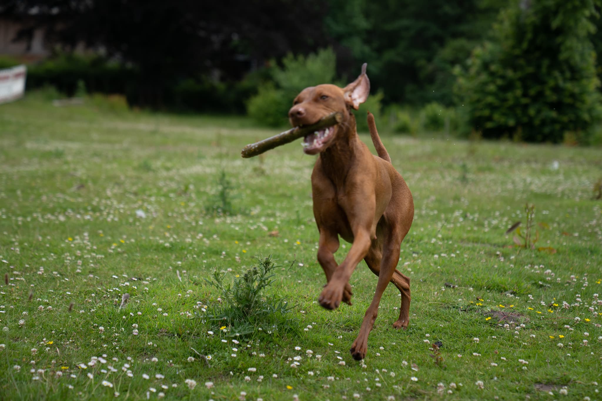 Magyar Vizsla im Lauf mit Stock im Maul, ungarischer Jagdhund