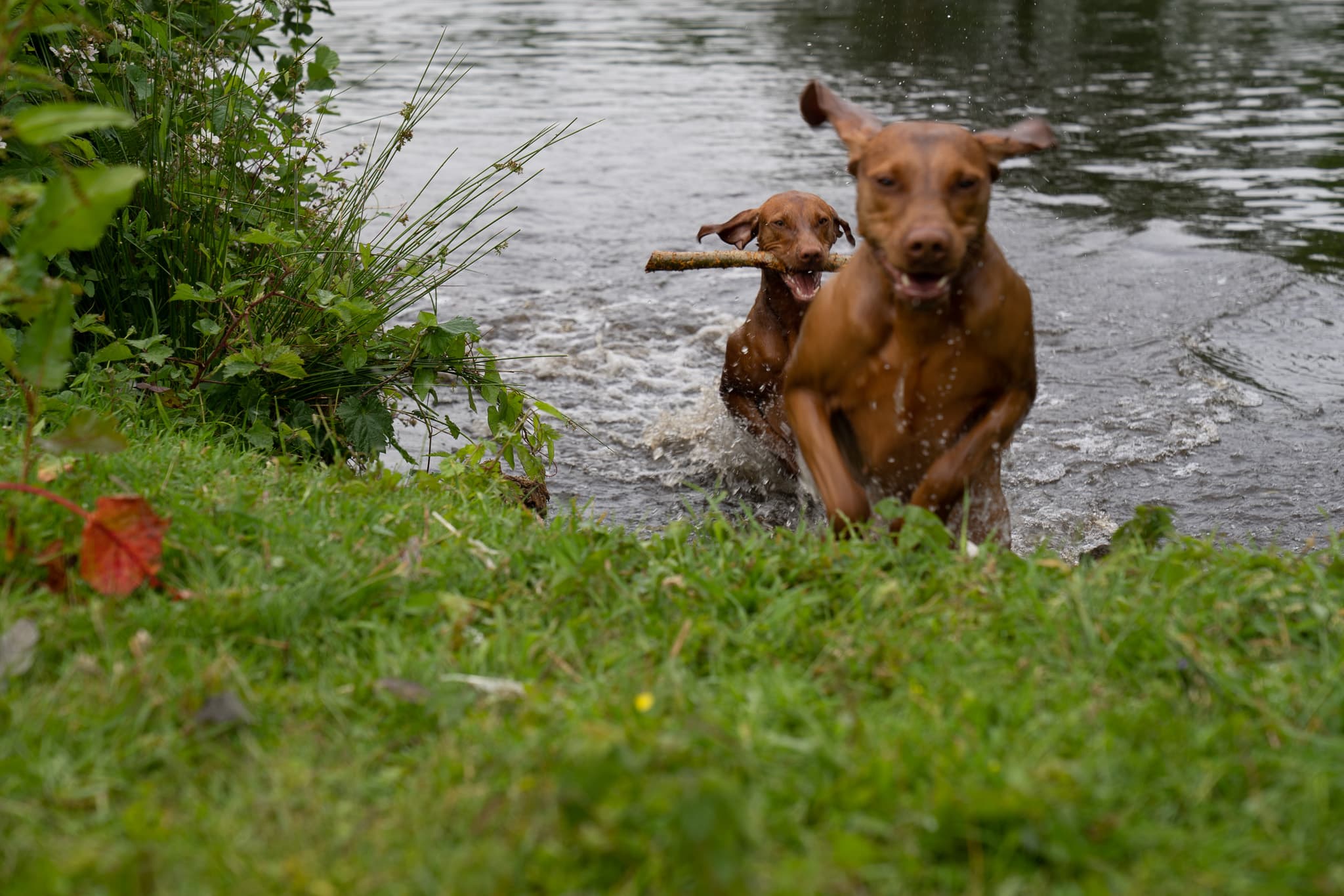 Zwei Magyar Vizslas rennen mit Stock durch den Mühlenteich auf die Kamera zu