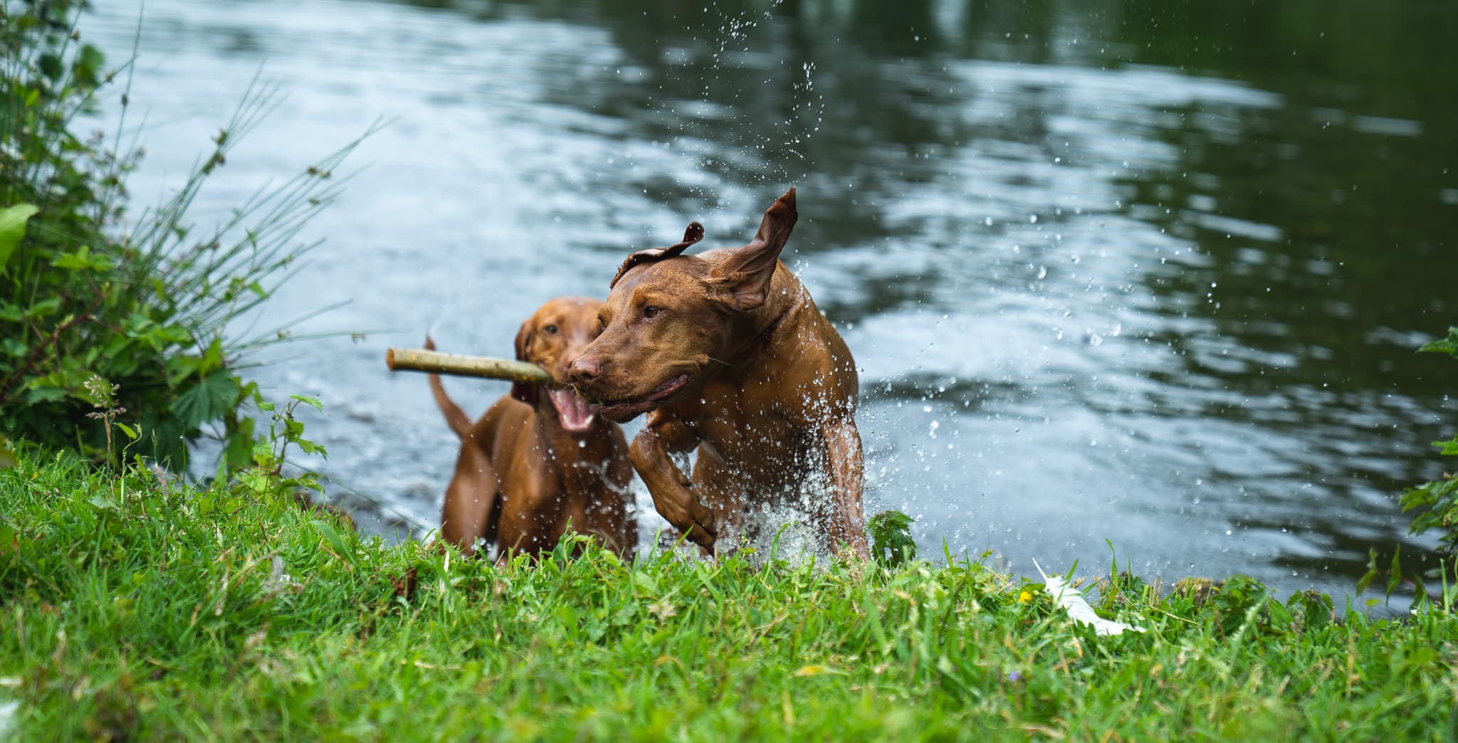 Zwei Magyar Vizslas mit Stock im Maul am Mühlenteich