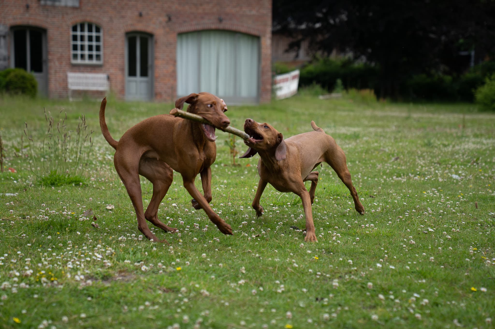 Zwei Magyar Vizslas spielen mit Stock auf der Hofwiese vor Backsteinfassade